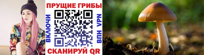 Псилоцибиновые грибы Psilocybine cubensis  Анива 